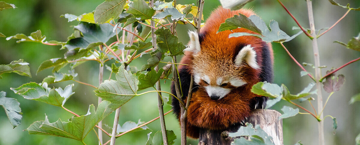 red panda in the nature